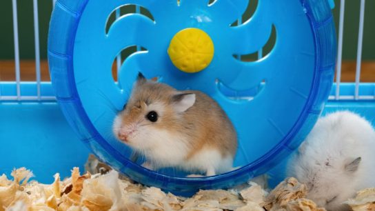 Manfaat Cocopeat untuk Hamster