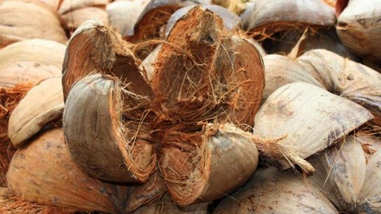 Manfaat sabut kelapa