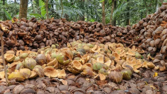 Coconut husk benefits