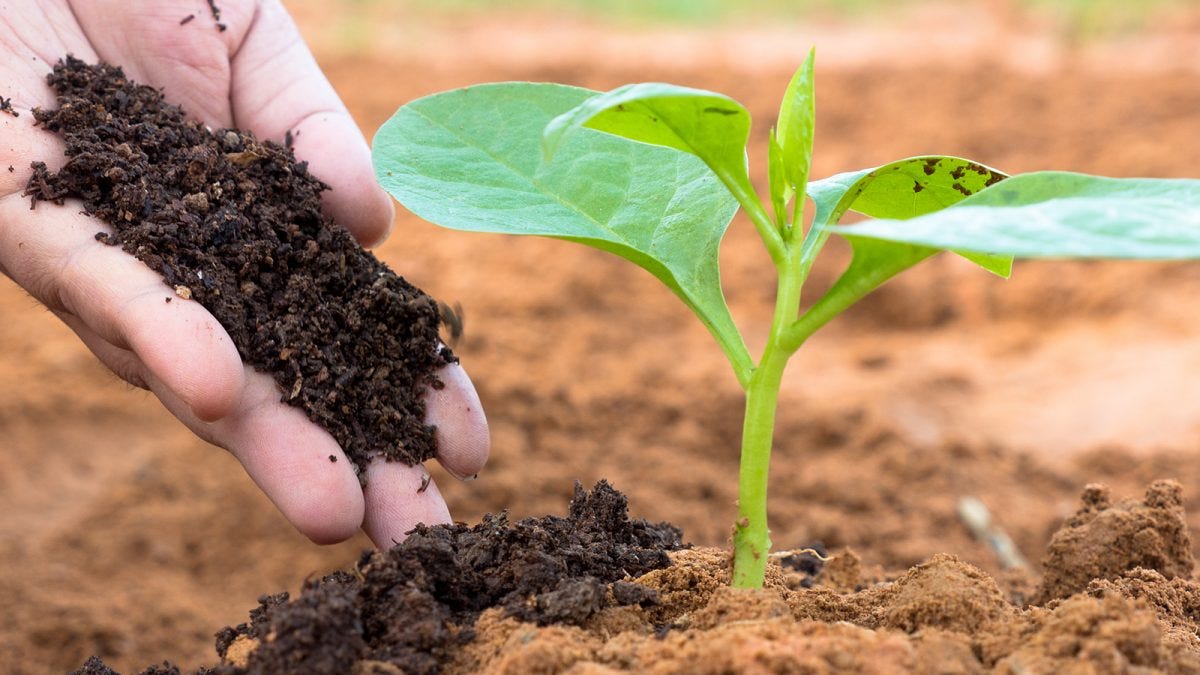 Coconut Fiber in Agriculture