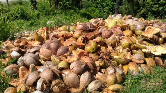 Eco-Friendly Uses of Coconut Fiber