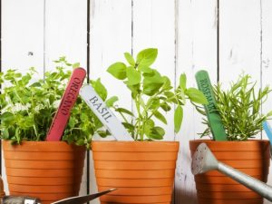 jenis tanaman bumbu dapur