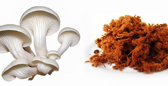 Abon Jamur Tiram Putih