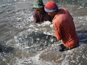 cara membuat pelet ikan bandeng