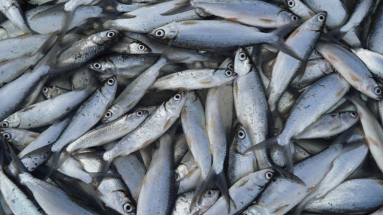 cara membuat pelet ikan bandeng