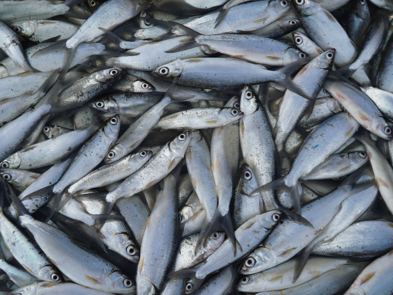 cara membuat pelet ikan bandeng