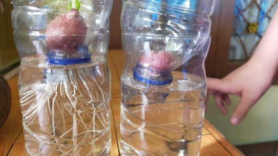 budidaya bawang hidroponik