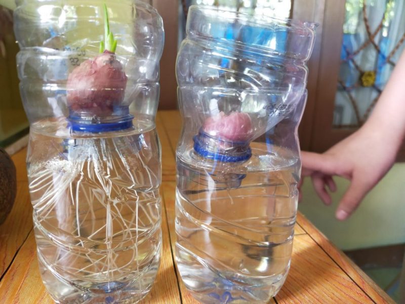 budidaya bawang hidroponik