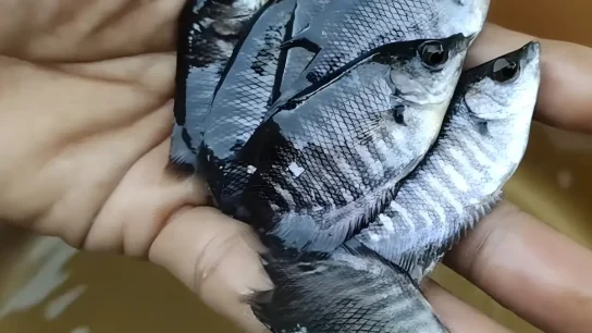 cara ternak gurame pemula