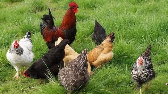 Jenis-jenis ayam potong