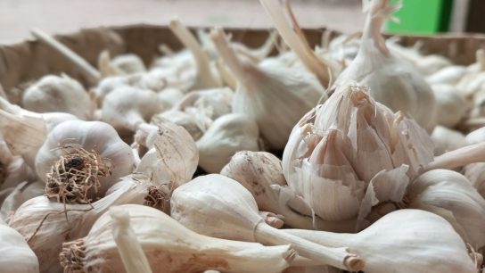 jenis bawang putih lokal