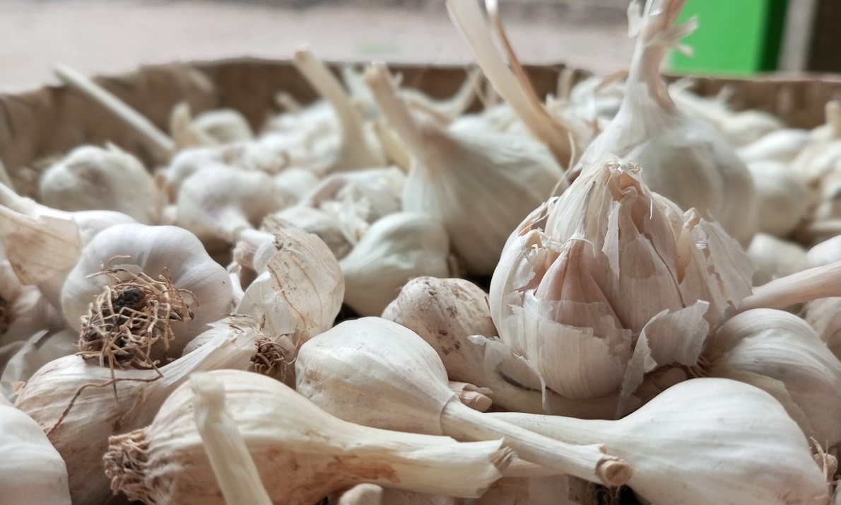 jenis bawang putih lokal