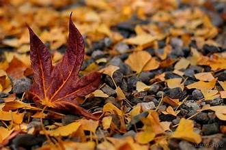 Bikin Kompos dari Daun Kering