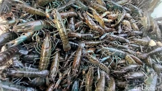 bisnis lobster air tawar