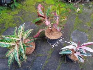 manfaat cocofiber untuk tanaman