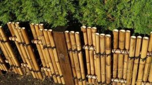 cara memilih bambu untuk kerajinan