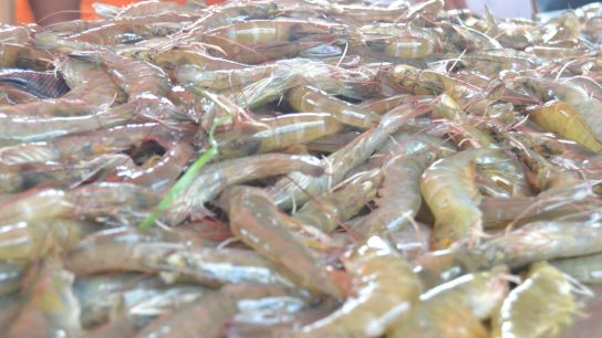 cara sukses budidaya udang vaname