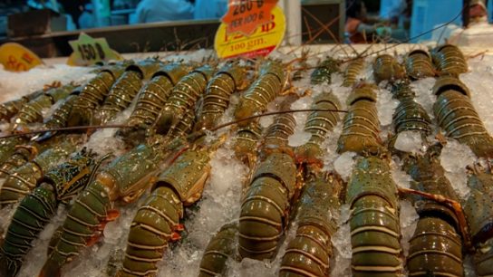 cara penjualan lobster air tawar