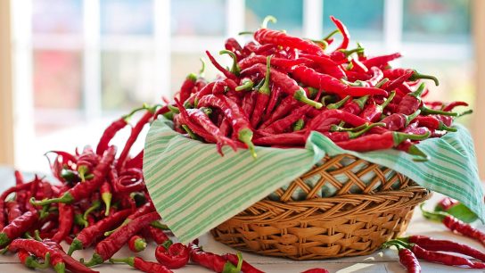 jenis cabai keriting