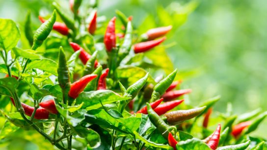 agar cabe rawit berbuah lebat