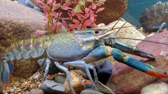 peluang bisnis lobster air tawar