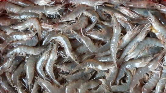 bisnis tambak udang