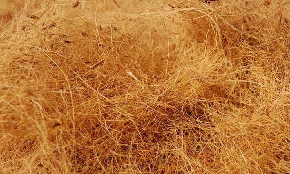 Sabut kelapa untuk penjernihan air