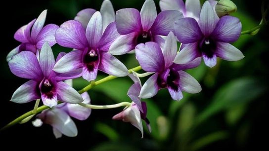 Faktor penentu bunga anggrek bulan cepat berbunga