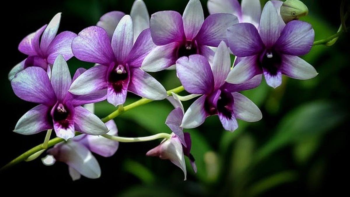 Faktor penentu bunga anggrek bulan cepat berbunga