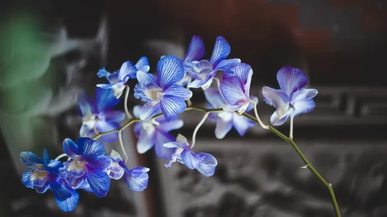 Keuntungan budidaya anggrek secara hidroponik