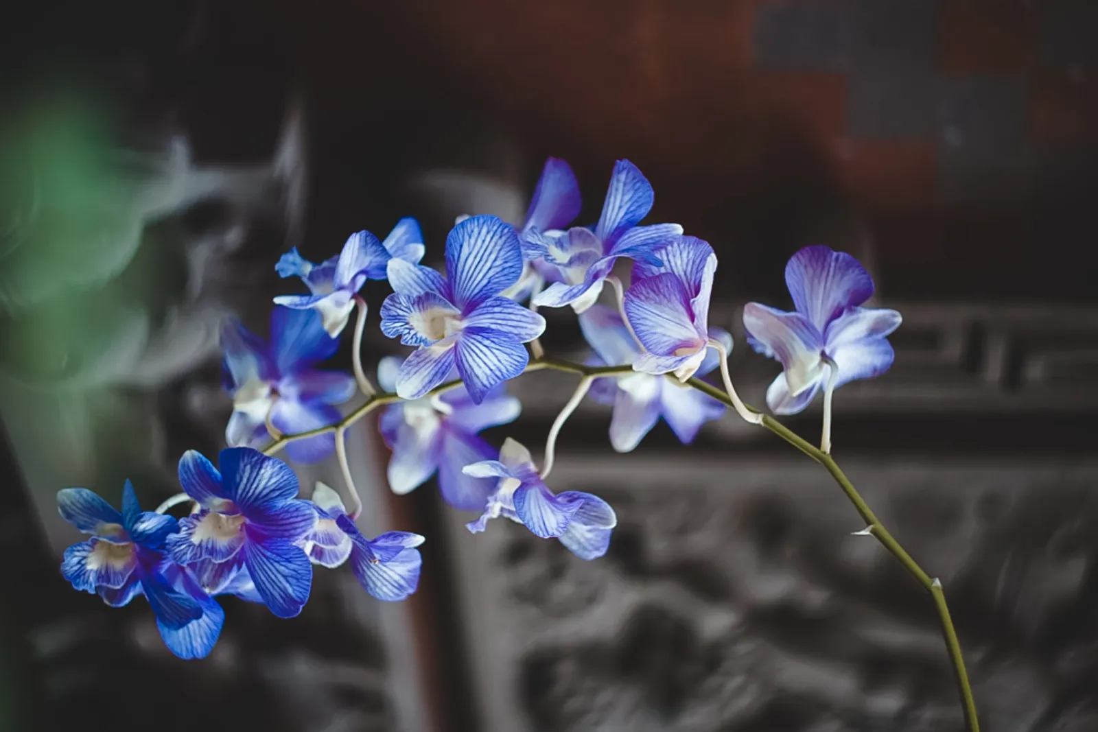 Keuntungan budidaya anggrek secara hidroponik