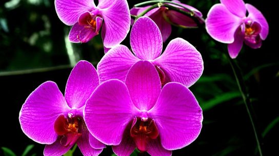 Cara mudah budidaya anggrek bagi pemula