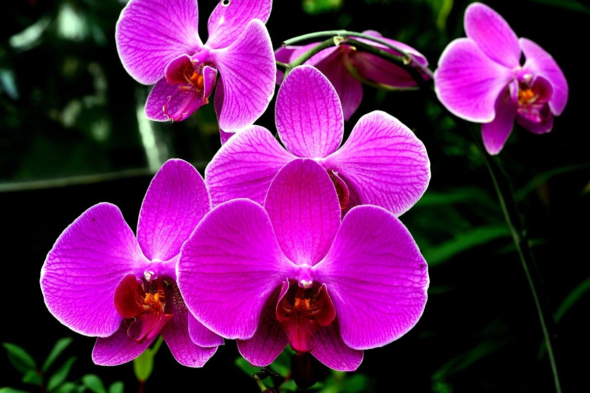 Cara mudah budidaya anggrek bagi pemula