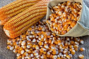 manfaat jagung pipil kering