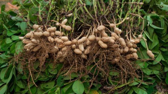 Bertanam Kacang Tanah