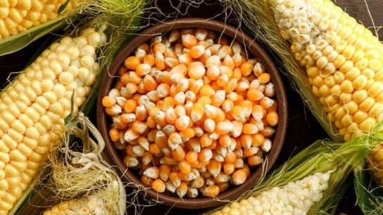 manfaat jagung pipil kering