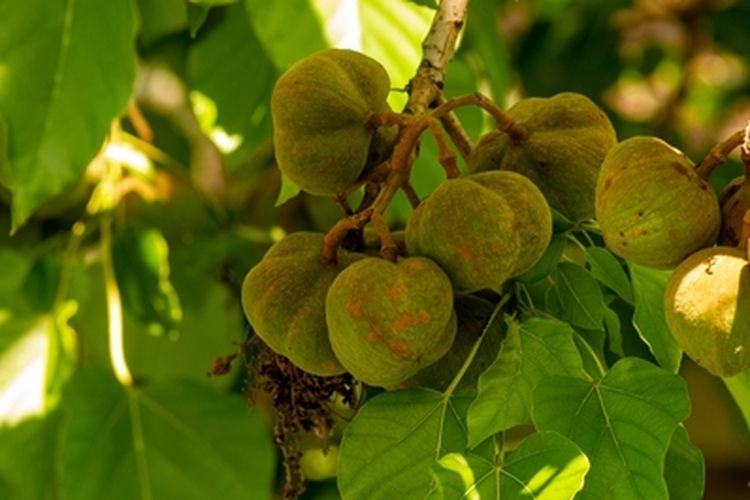 cara menanam pohon kemiri