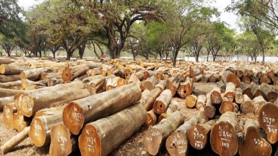 Bisnis Kayu yang Paling Menguntungkan