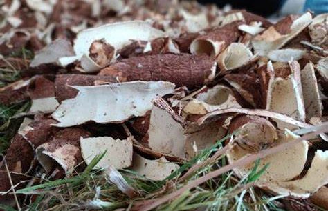 pengolahan limbah singkong