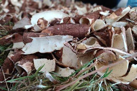 pengolahan limbah singkong