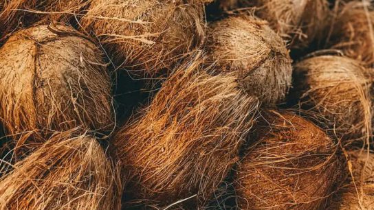 cara jual sabut kelapa