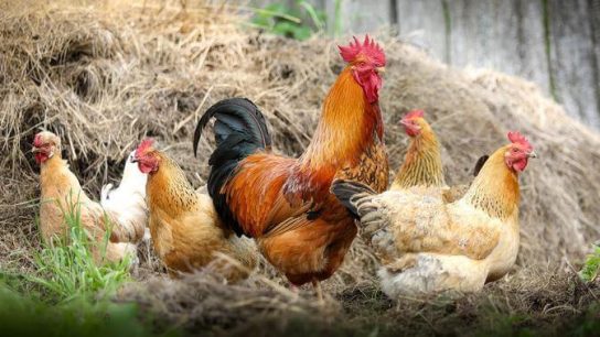 cara ternak ayam