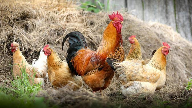 cara ternak ayam