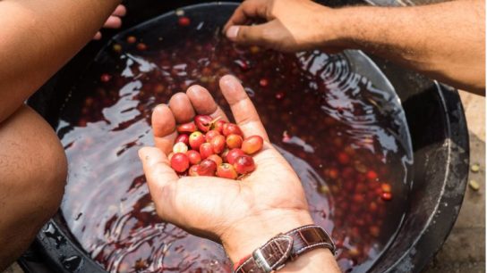 Bagaimana Proses Pengupasan Kopi Basah