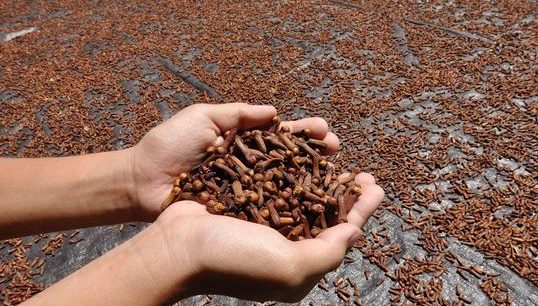 Cara mengeringkan cengkeh