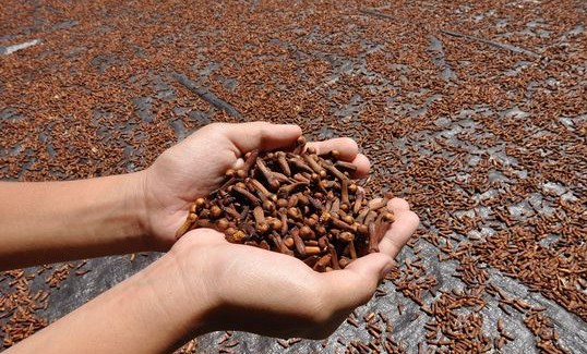 Cara mengeringkan cengkeh