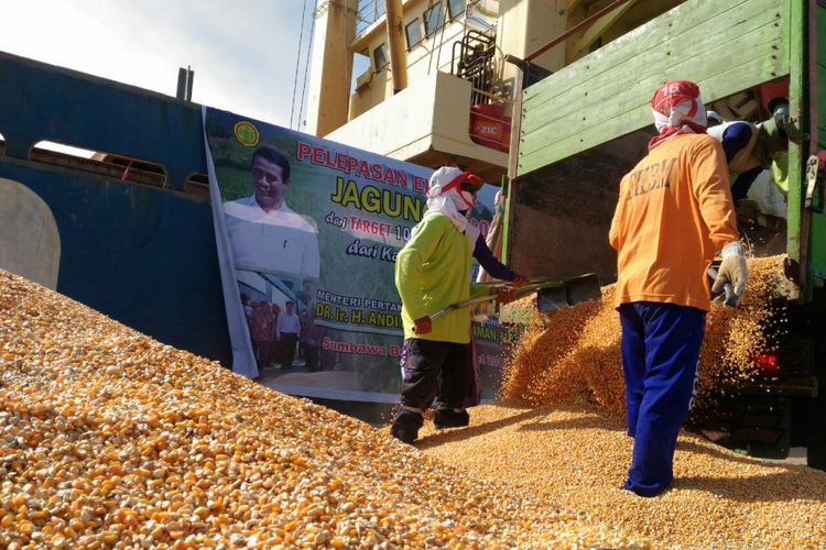 cara membuat pakan ternak dari jagung