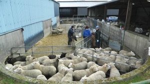 bahan fermentasi pakan ternak kambing