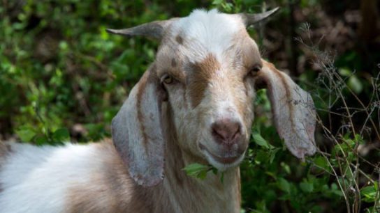 Teknik Budidaya Pakan Kambing Efisien