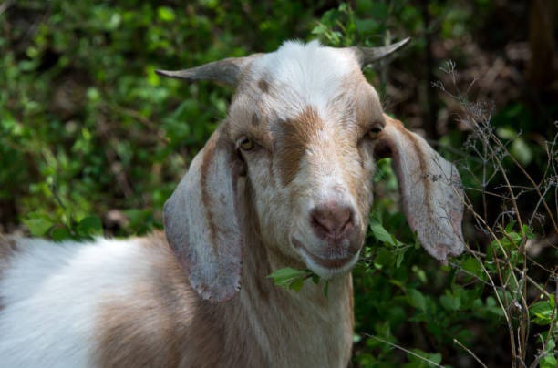 Teknik Budidaya Pakan Kambing Efisien